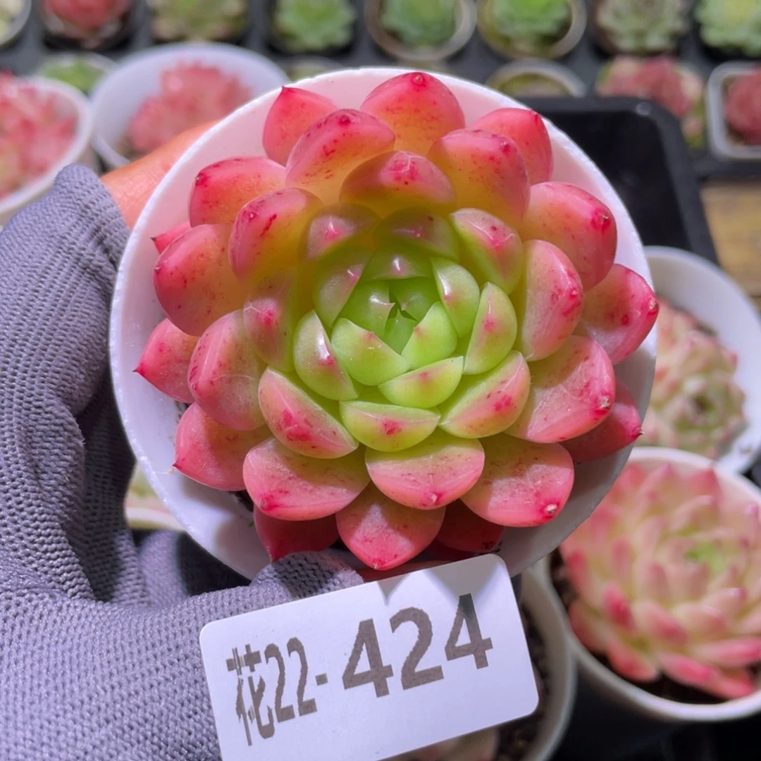 花利美22-424新品