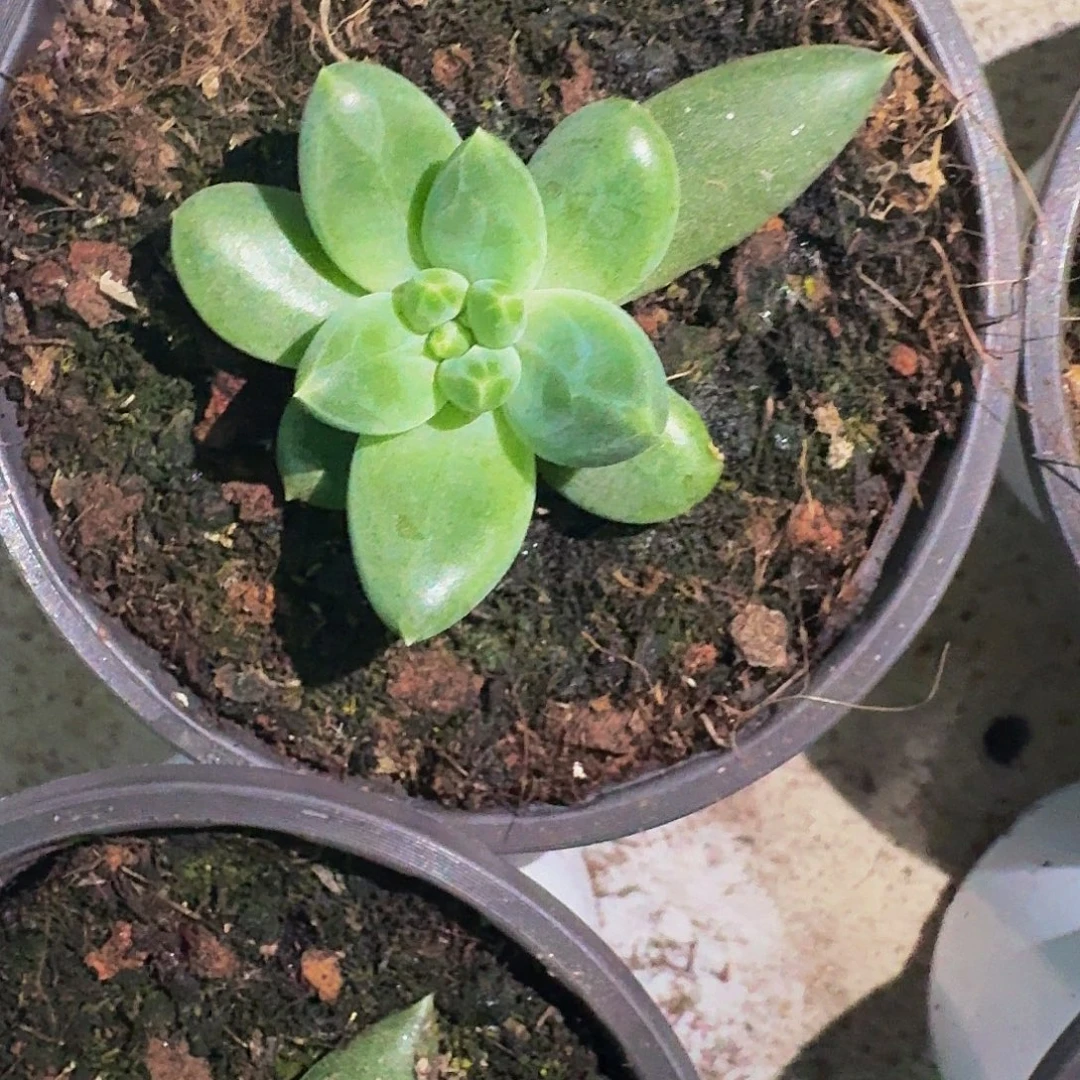 TTN 叶插 一物一拍