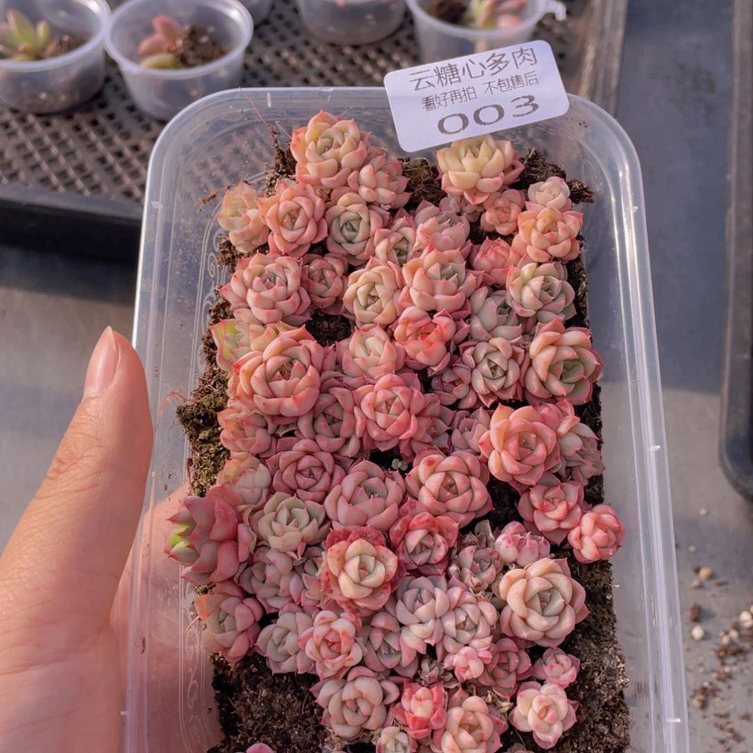 云糖心多肉植物003