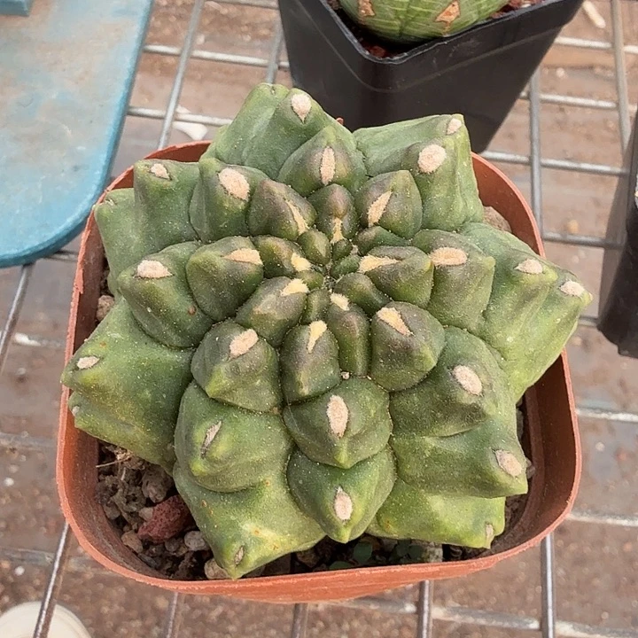 大绿宝石单头7仙人球