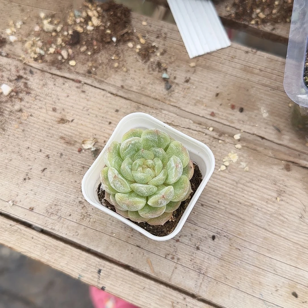 白恋二盆满25包邮