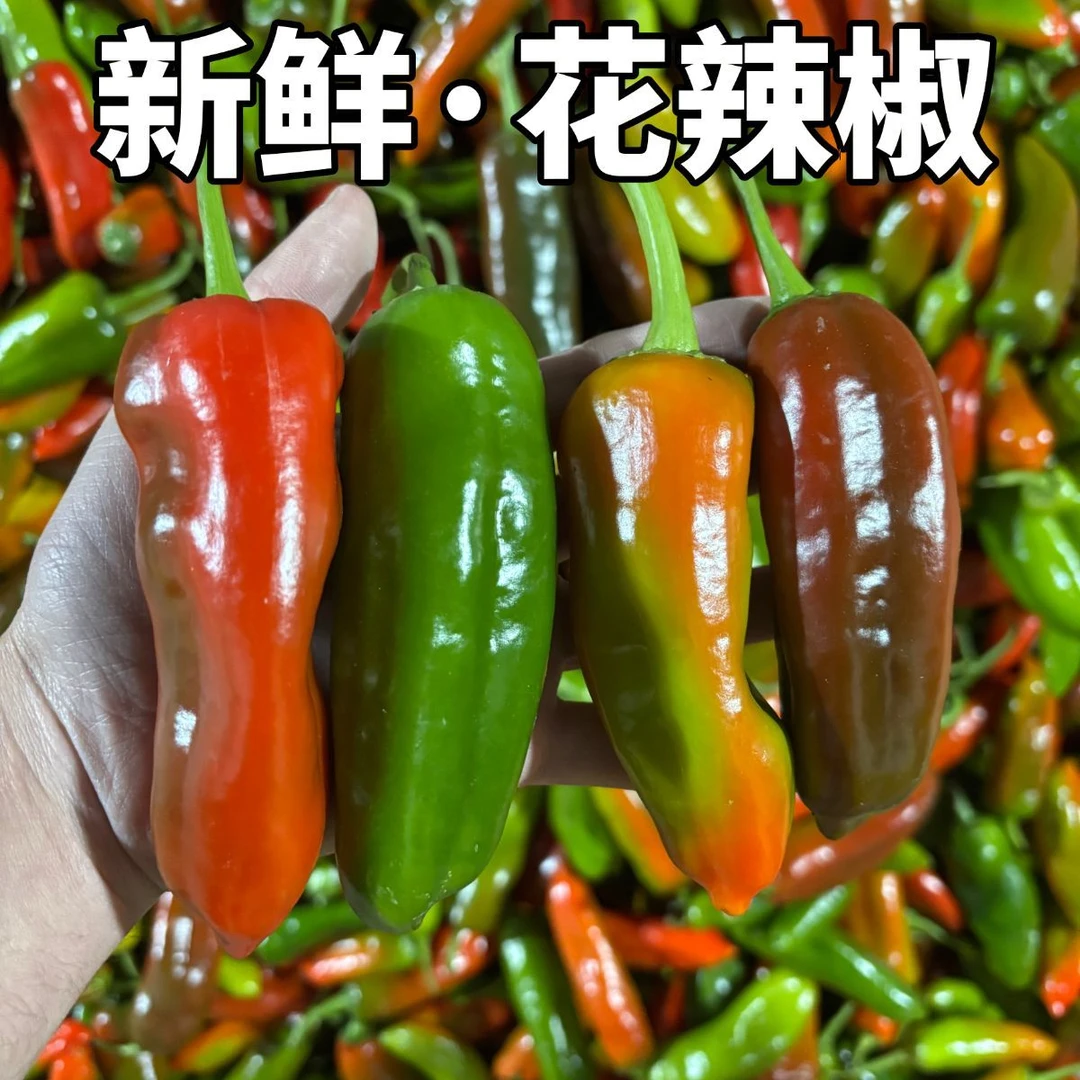 （当天采摘）新鲜七彩辣椒花辣椒红辣椒虎皮青椒炒菜辣椒芜湖辣椒