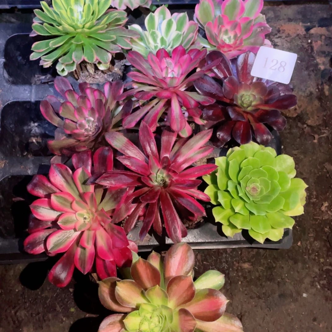 多肉植物组合10颗128
