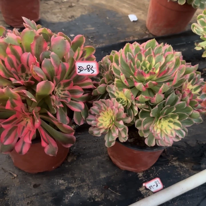 30-83海王加香妃多肉不包售后