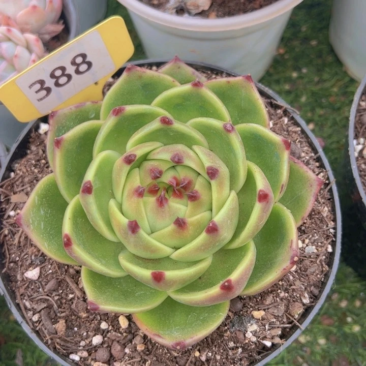 健健康康平平安安