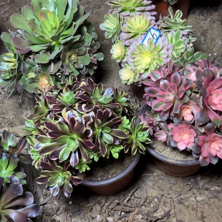 多肉植物两个法师26