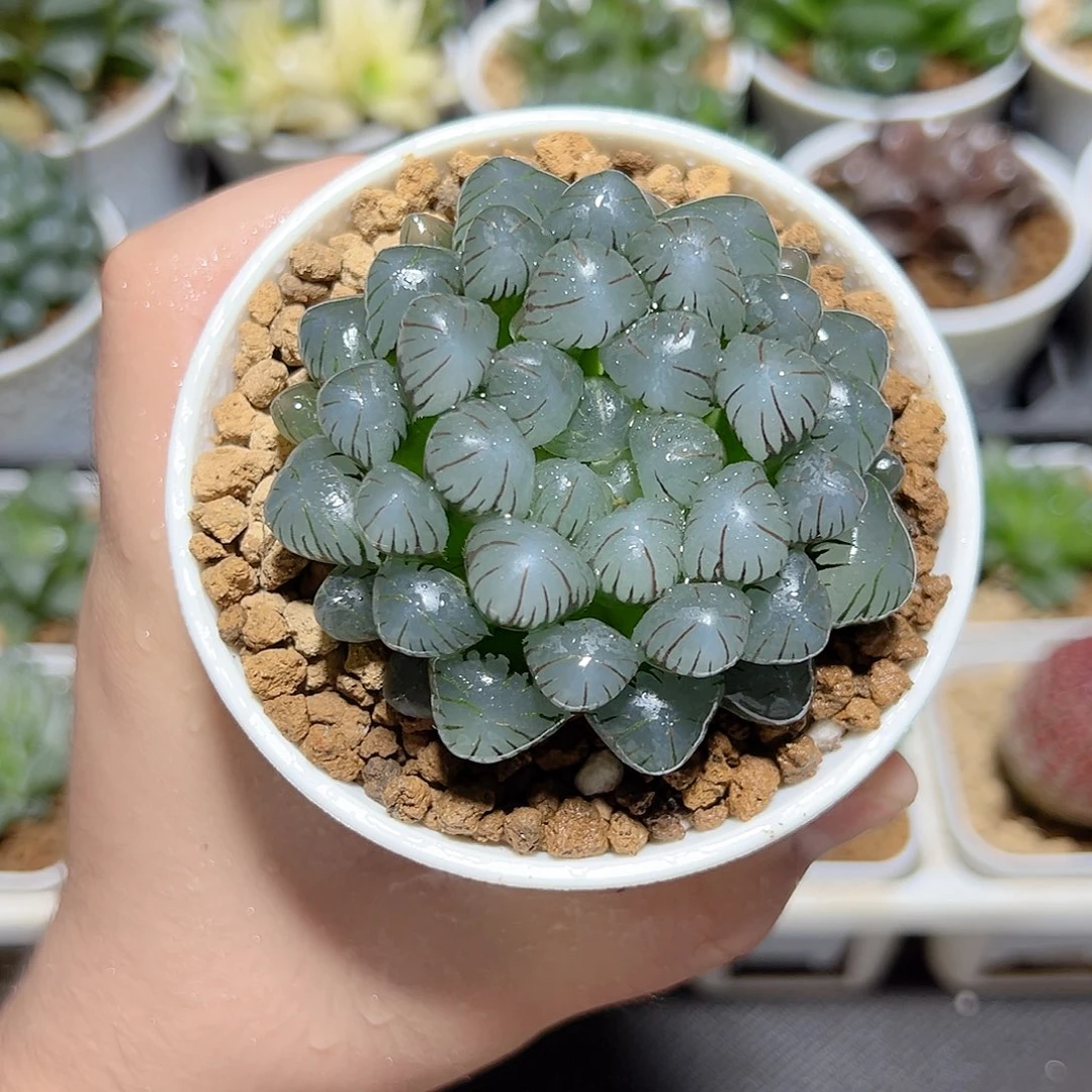 万象盆母本冰灯发货