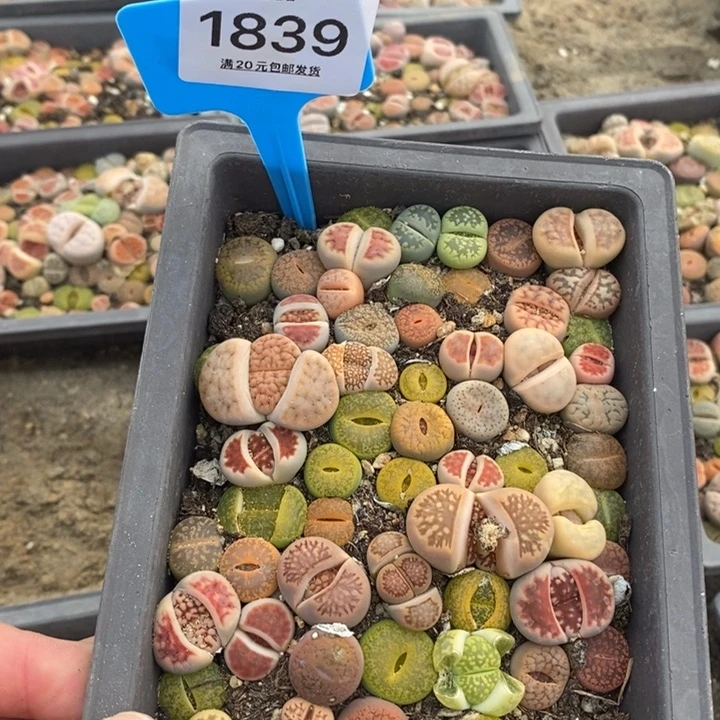 枫*?1839生石花小苗长