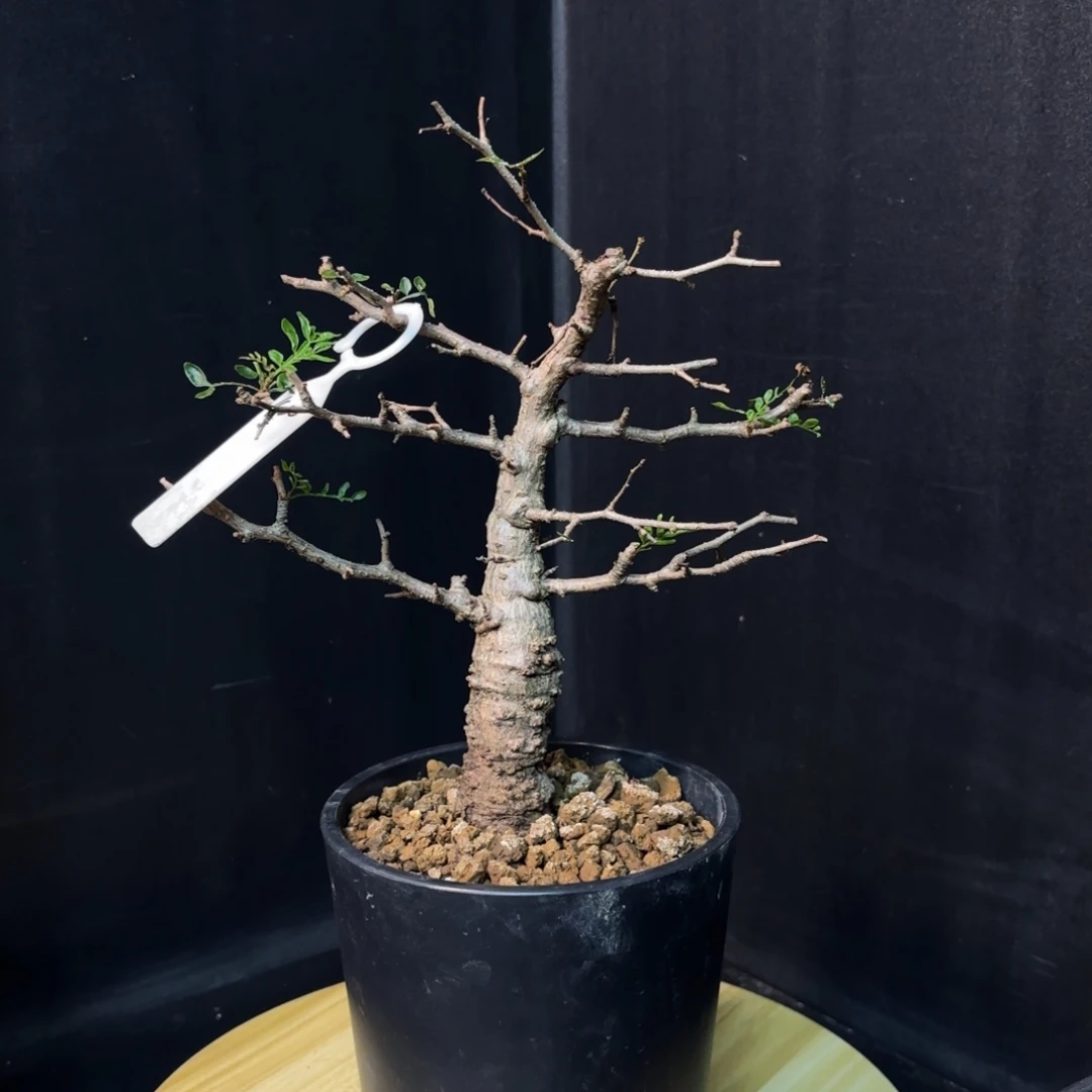 象足漆树带盆土hh