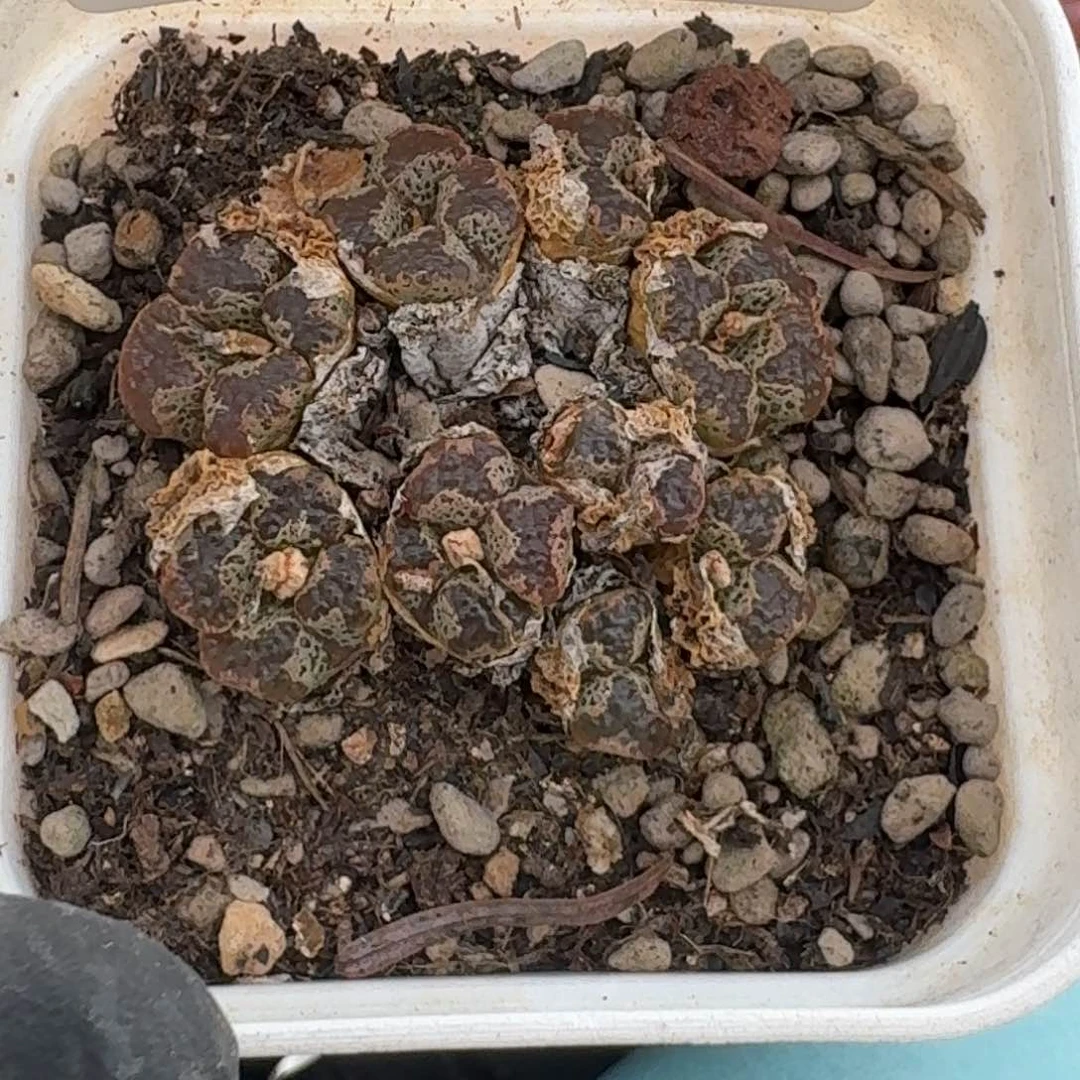 桃喜花园0625/54蝴蝶勋章