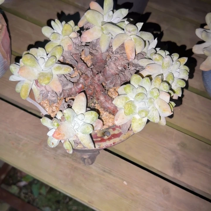 ✐***࿐拇指仙女杯多肉植物
