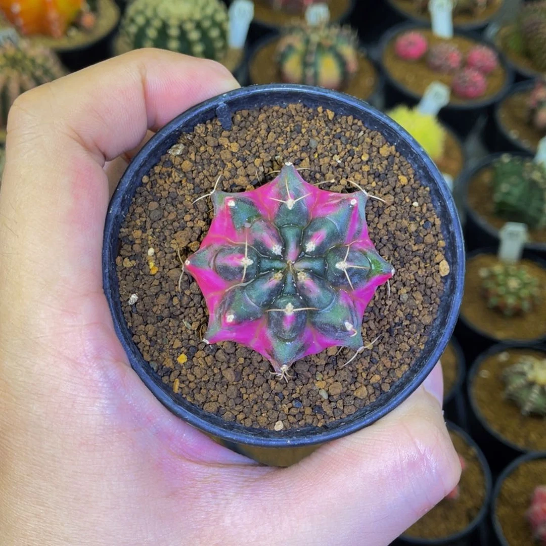 米哈星球00000000023