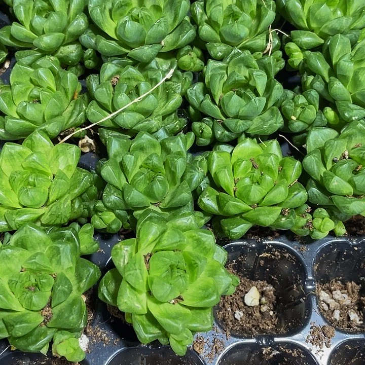 小玉露1元带土发货