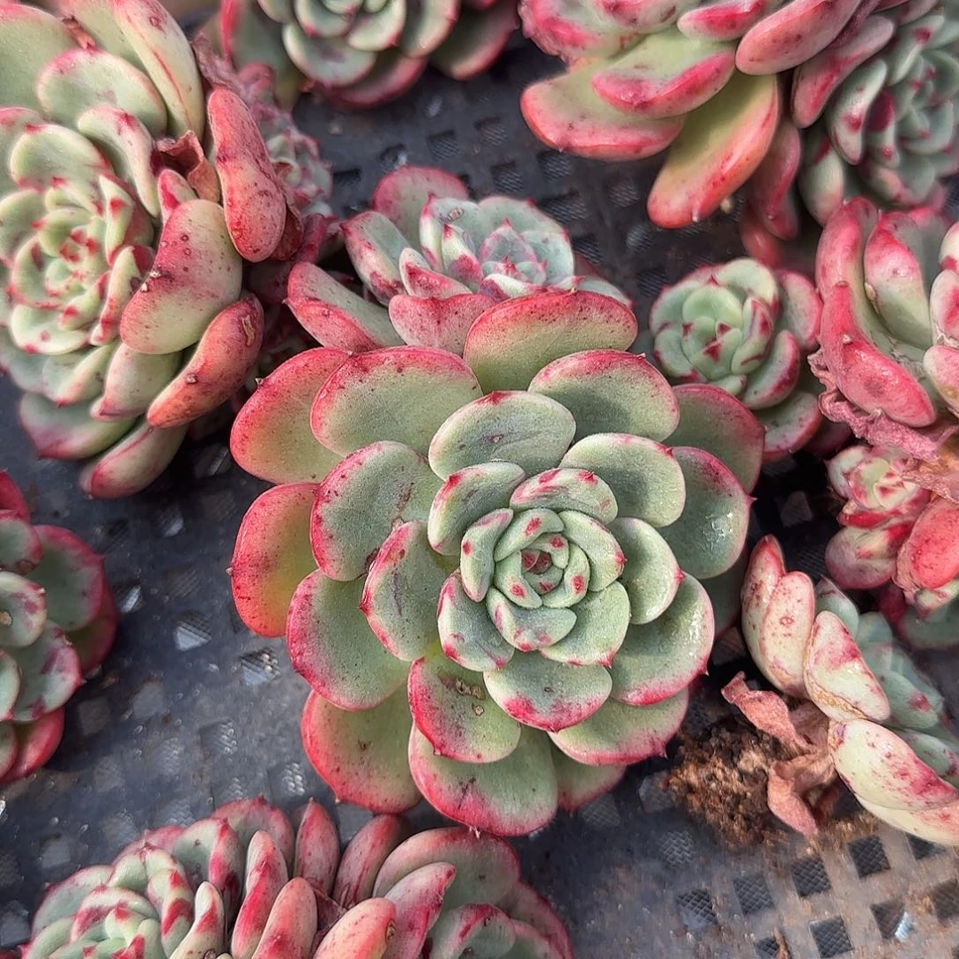 从前慢花园精选三文鱼两颗