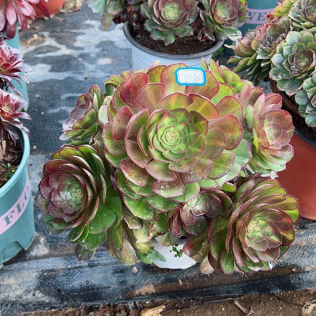 紫砂茶宠不周正倾城中斑14