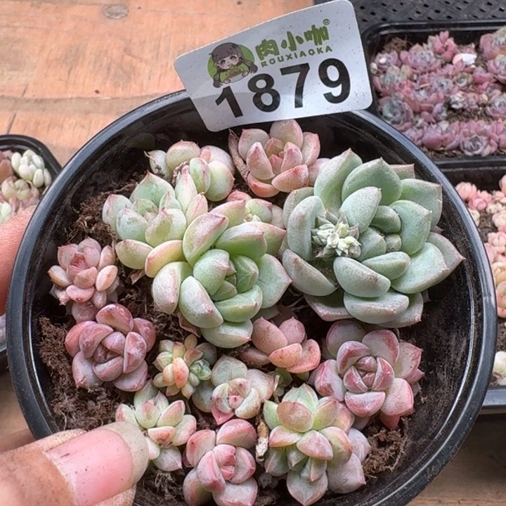 无花朵多肉植物多肉植物