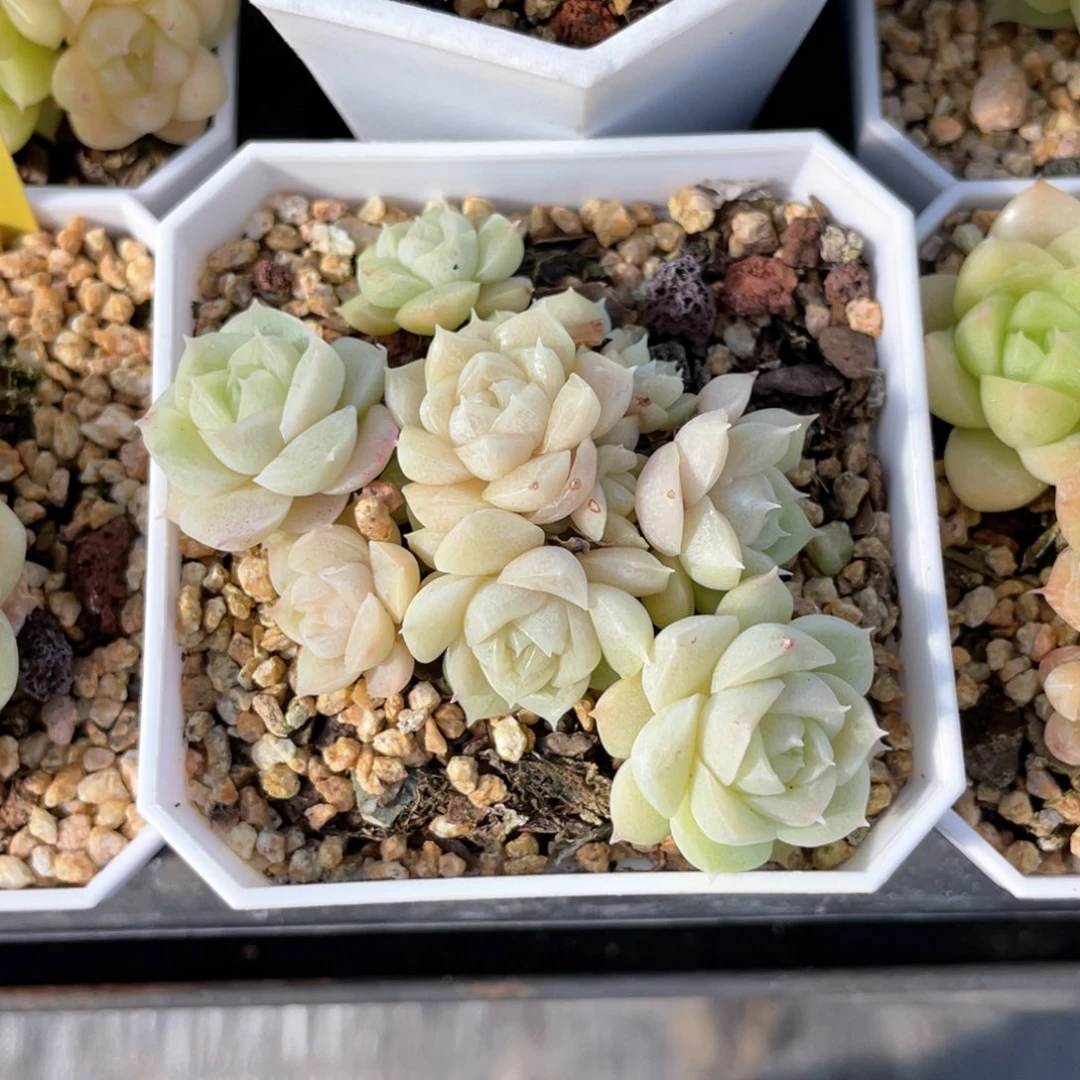 S优选麦杆精品547