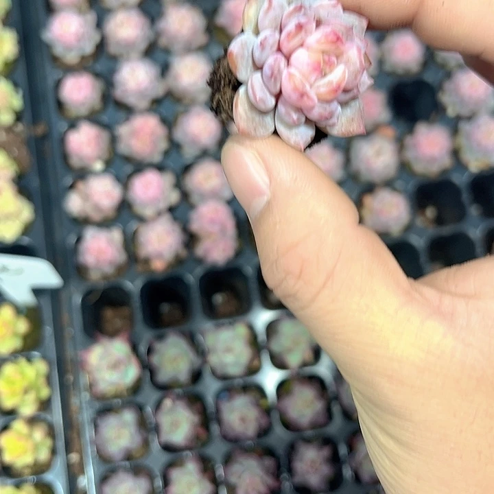 星星橙 满10颗包邮