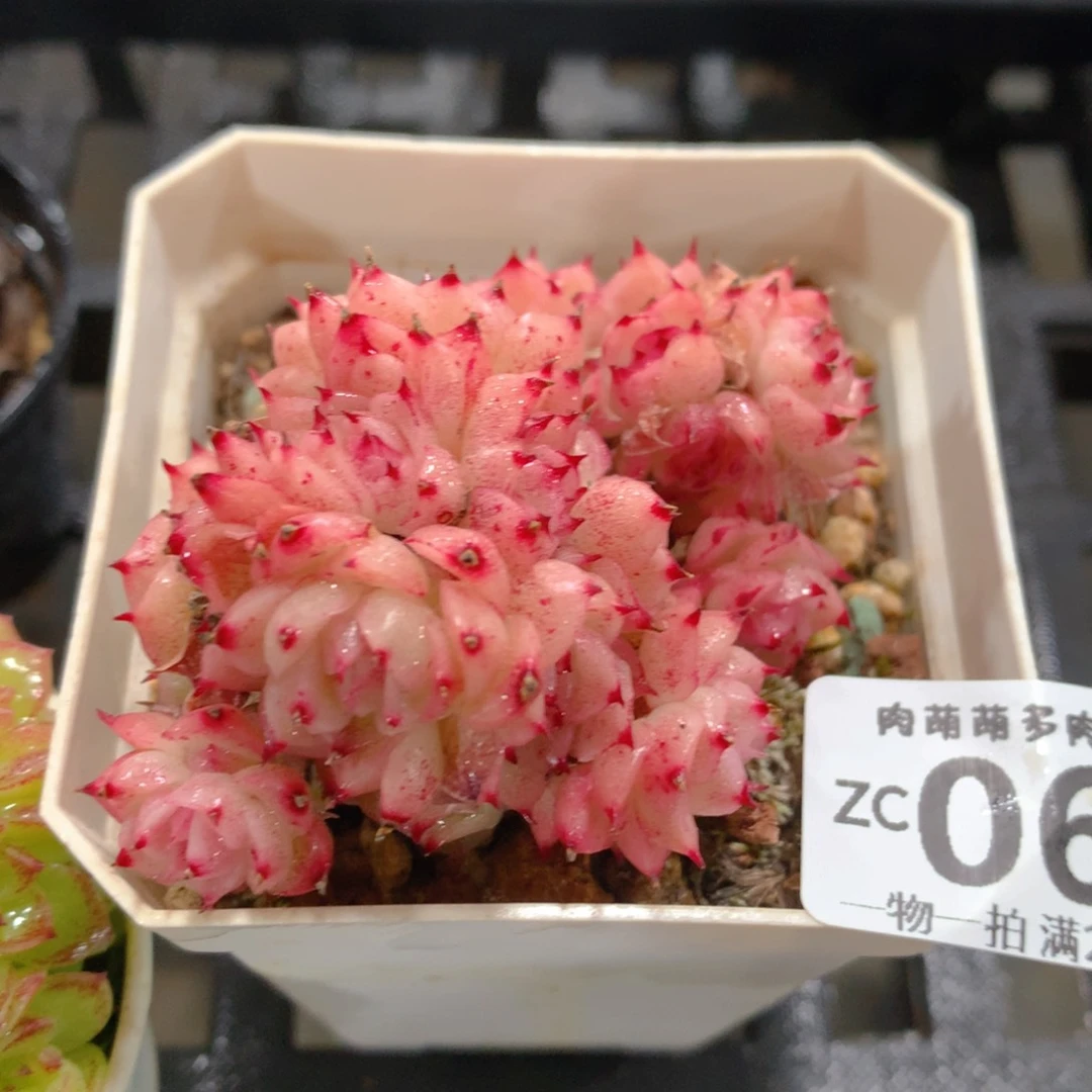 肉萌萌拇指盆精控多肉ZC066