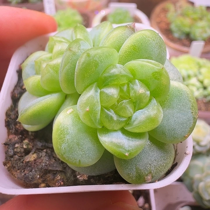 3011珍妮牛油果双头