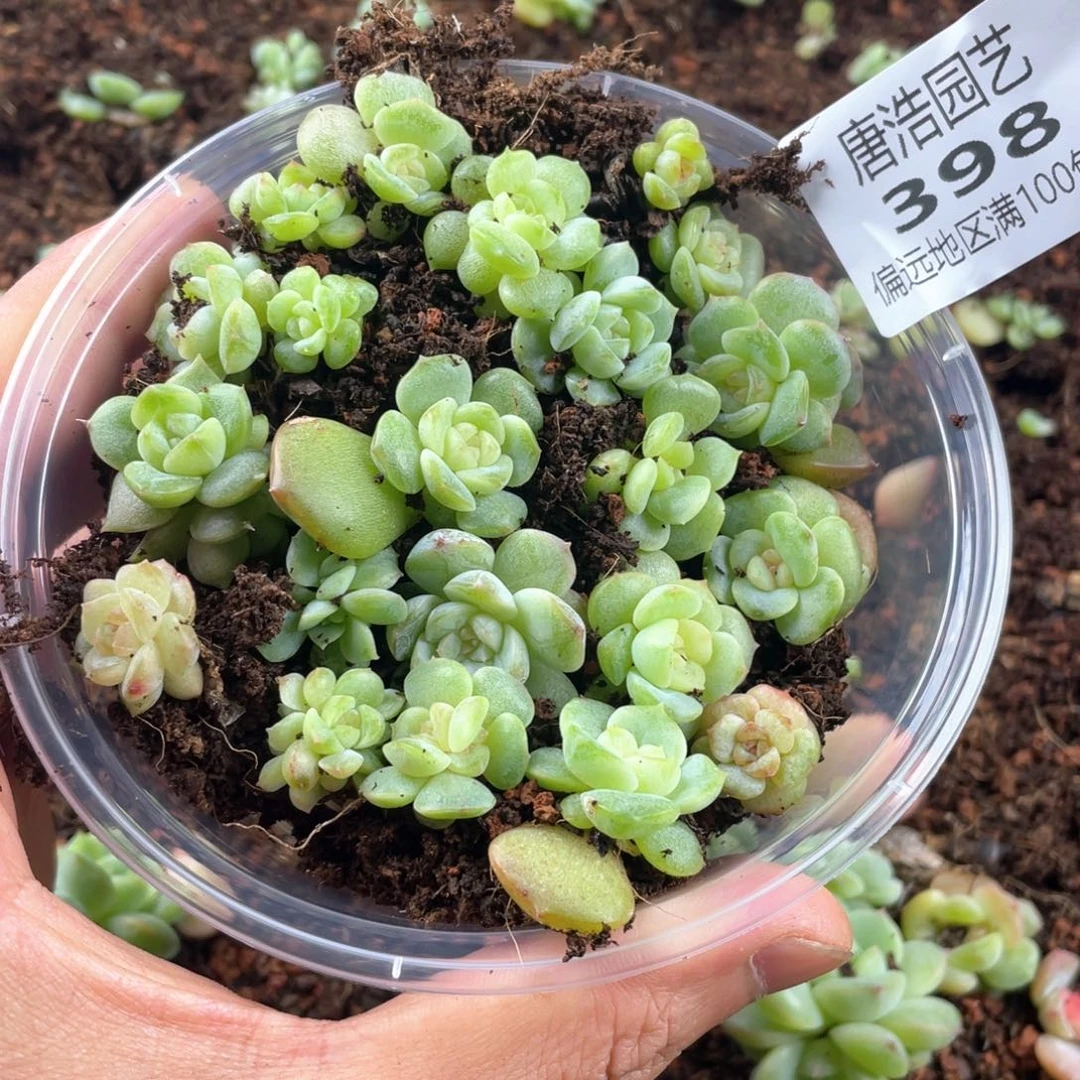 圆叶彩糖混一物一拍398