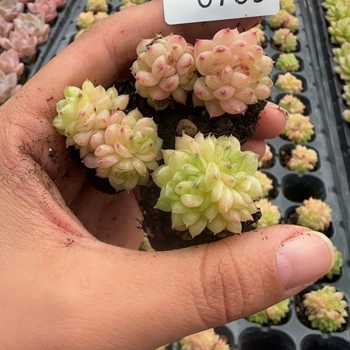 709号优选卖杆小脸的拍一颗发三颗