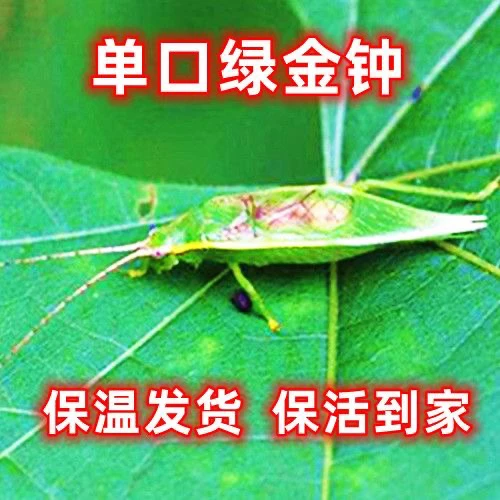 新到的野生绿金钟单口，个头大，地板足，叫的好听