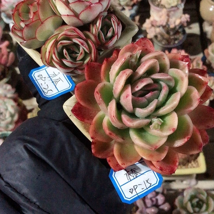 木瓜 2带盆