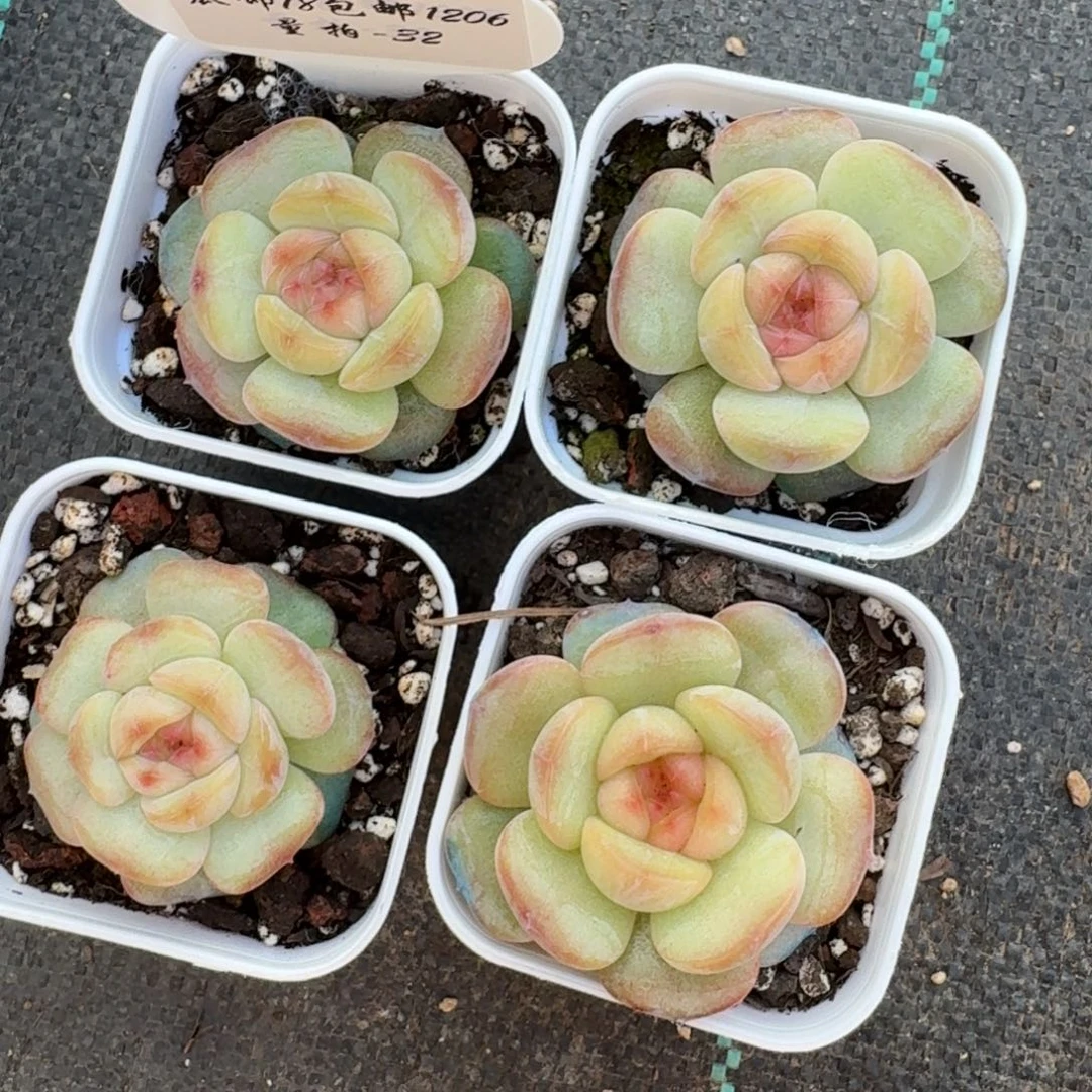 1206-032-比巴堡一颗量拍