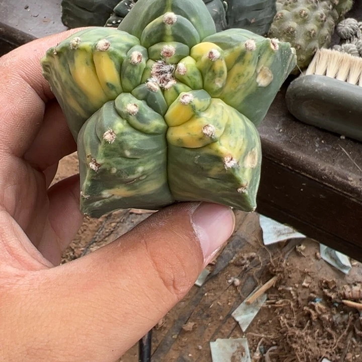 廖***斌龟甲鸾锦仙人球3209号