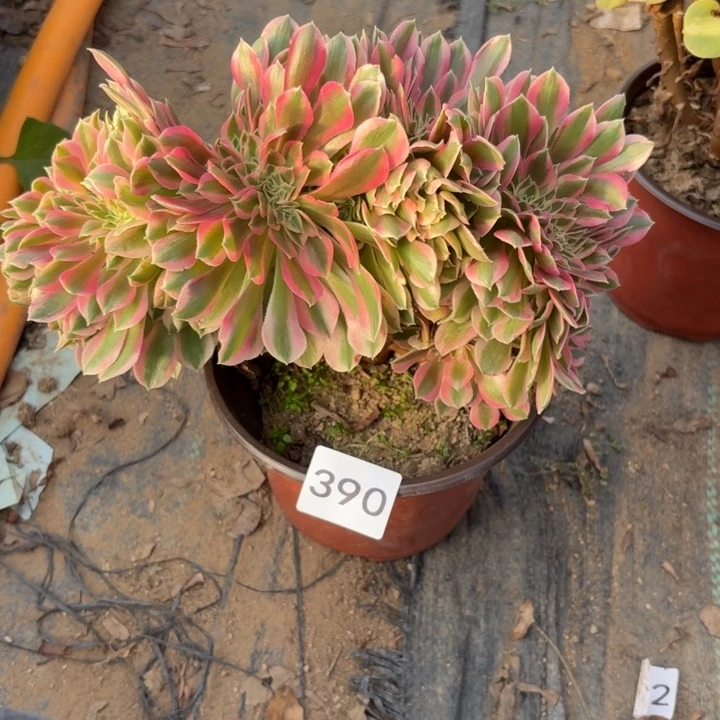 粉女巫缀多肉植物不包损390瑕疵