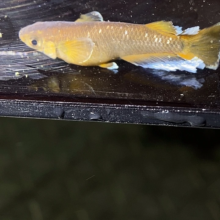 海水鱼巧克力一对10