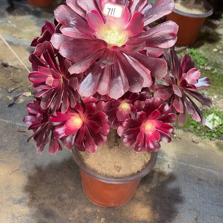 美杜莎711多肉植物