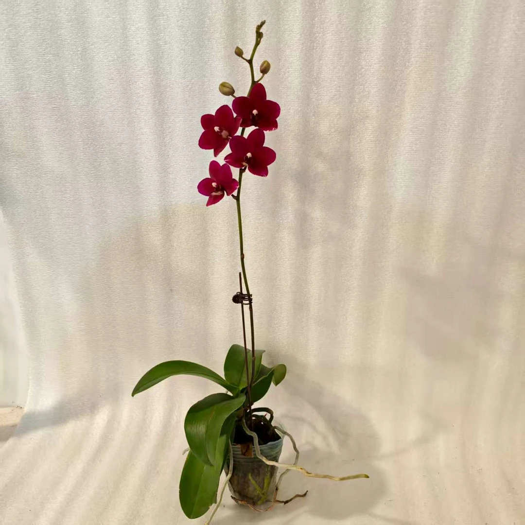 鲜花【胭脂】蝴蝶兰室内种植观赏送礼带花发货