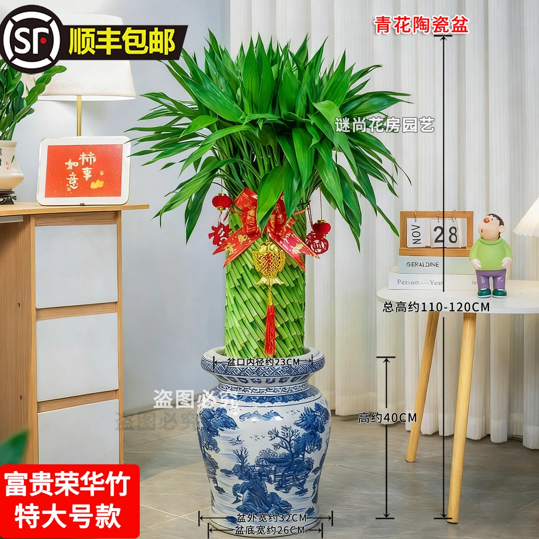 水培招财富贵荣华竹美观好养办公室客厅乔迁开业送礼绿植盆栽顺丰