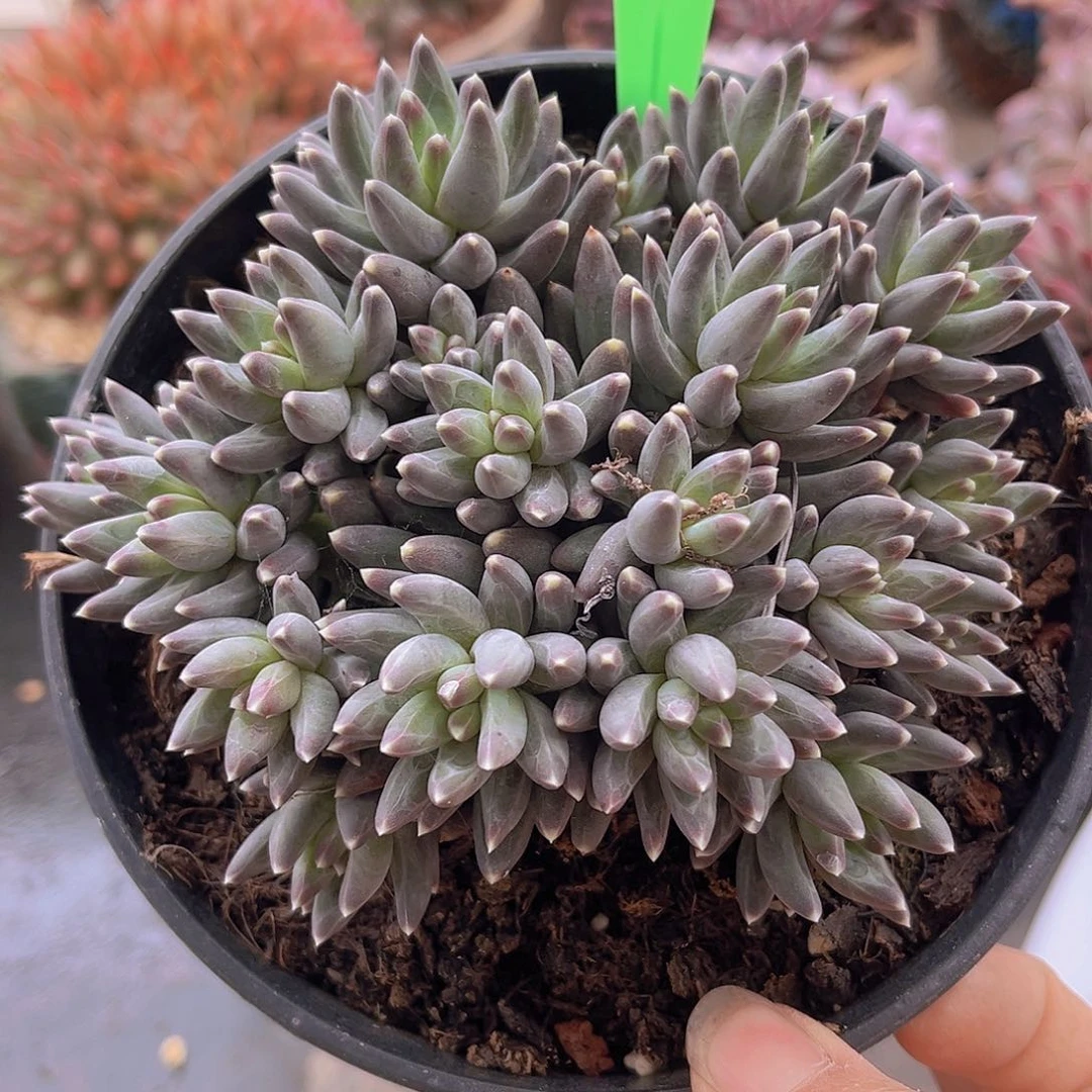 5376乌拉克拉20个头多肉植物