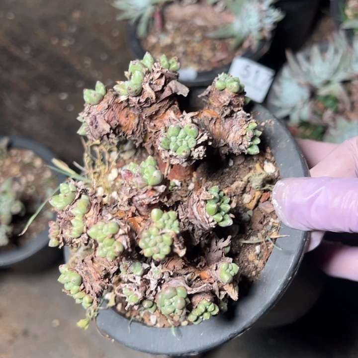 520个哈哈哈哈哈哈哈哈