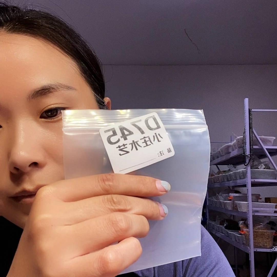 【闪购商品】楚*黑炭木，风车木745