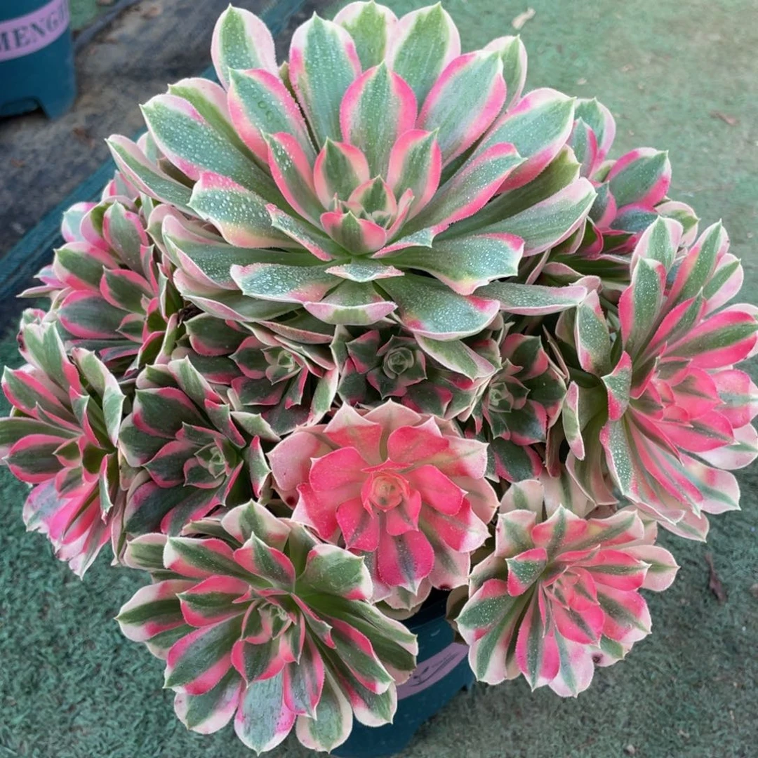 959初恋精品法师老桩