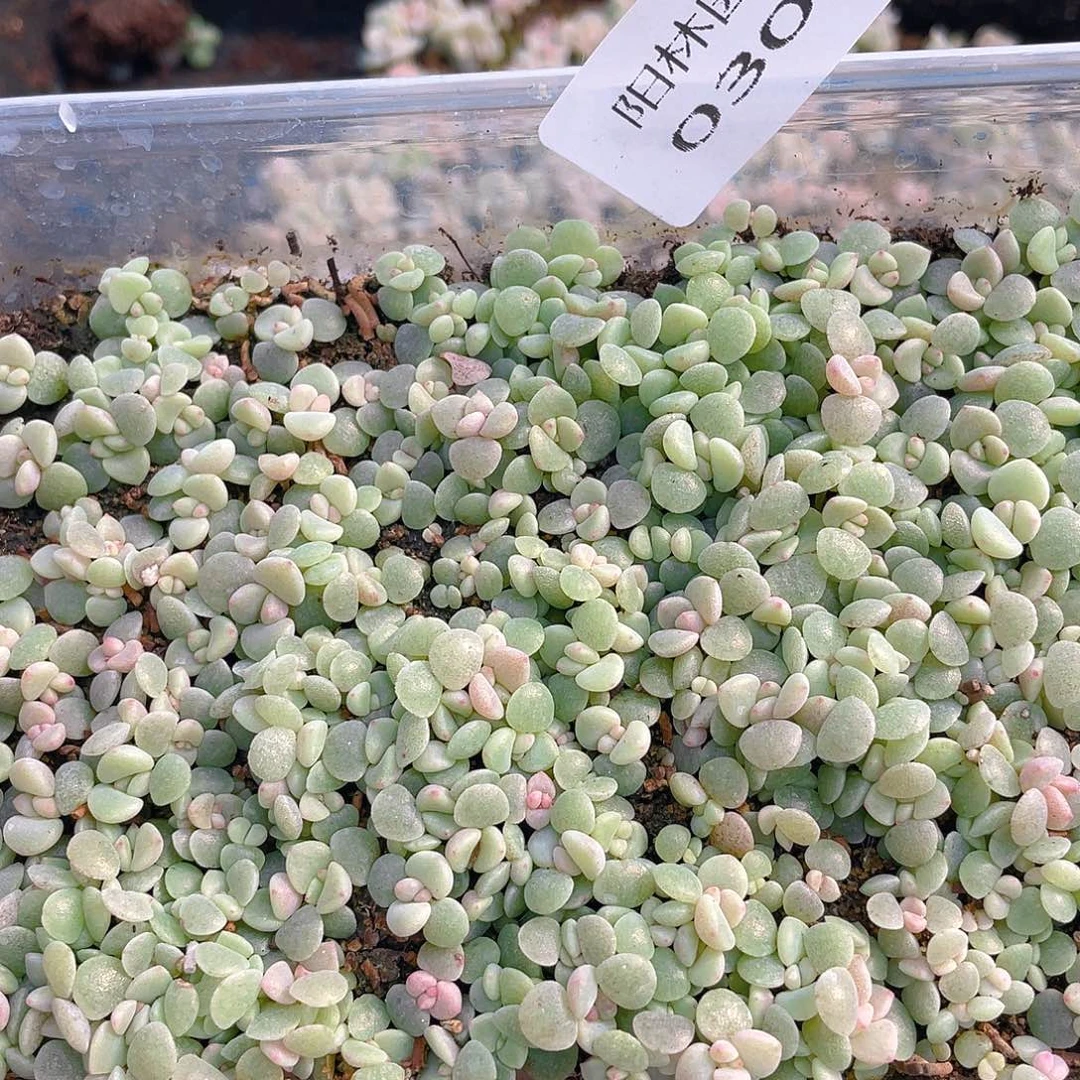 ～***水量拍多肉植物多肉植物303