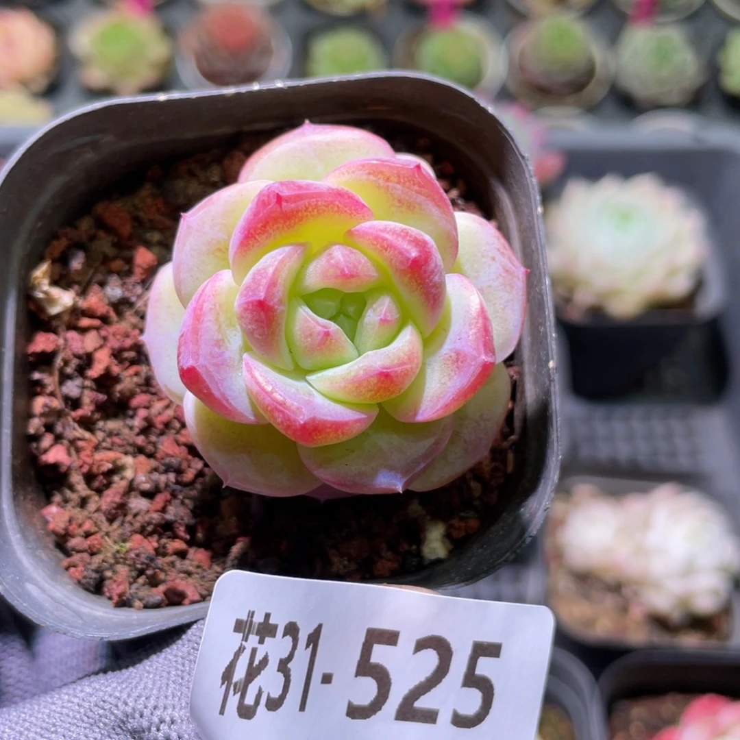 花利美31-525新品