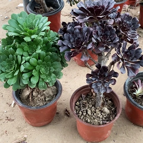 2棵玫瑰玫瑰玫瑰