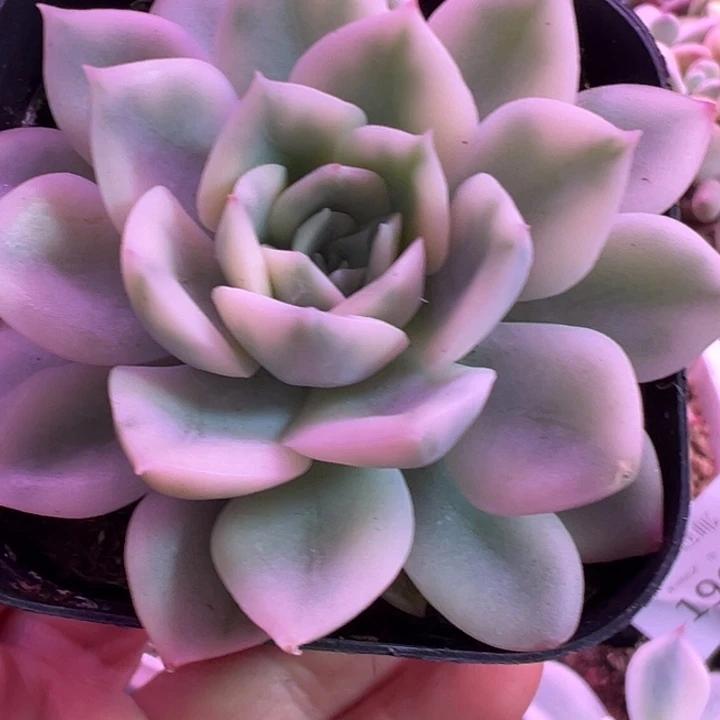 月亮仙子锦多肉植物