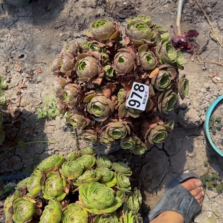 荷兰玫瑰29-40包邮花花