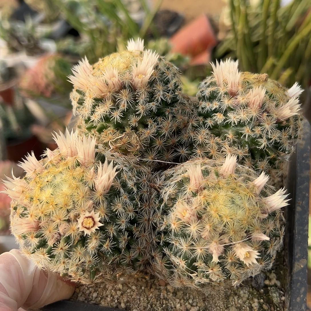 多肉植物明星开花