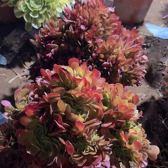 深*两颗不同坠化法师