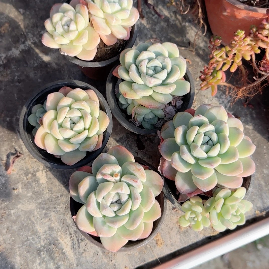 无花朵90小冰玉群