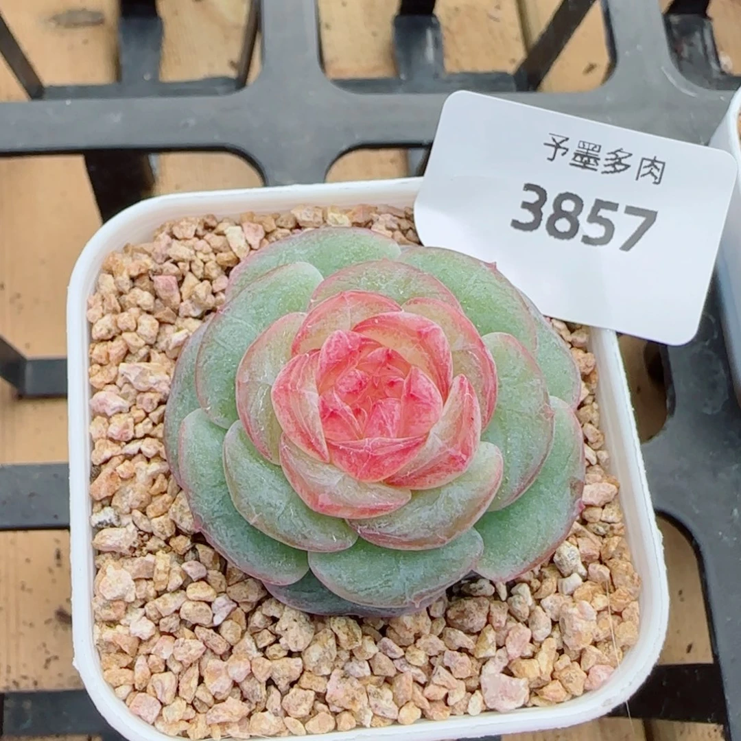 孤品，3857多肉植物