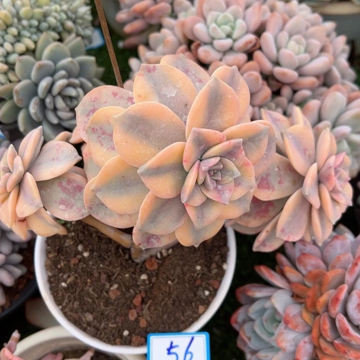 56紫乐锦平平安安健健康康