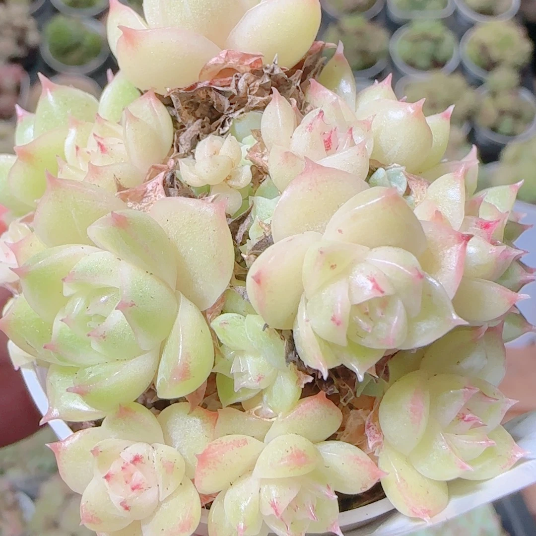 花语逸镜1107-457散